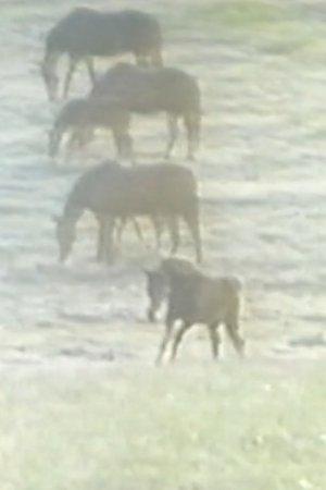 Постер - Таємна історія